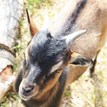 La Petite Ferme 3* Mazé